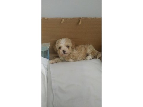2,5 aylık maltipoo yavru