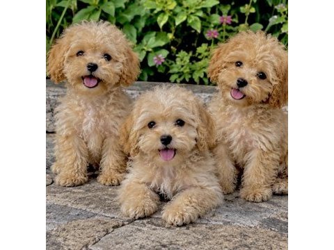 Poodle ayarında maltipoo miniklerim