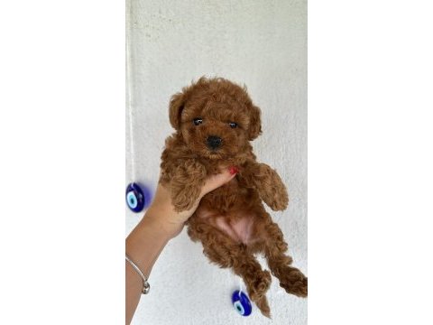 Red brown renk dişi poodle