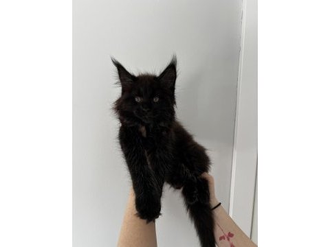 Dev mco dişi black solid uygun maine coon