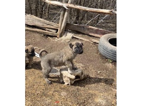 Sivas kangal köpeği yavruları