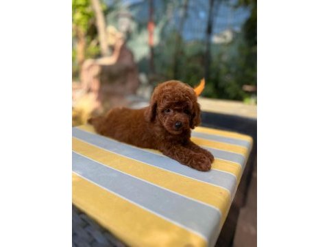 Irkın en güzeli toy poodle yavrularımız
