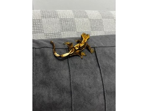 Crested gecko
