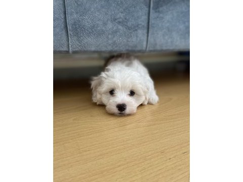 Malta terrier 2 aylık