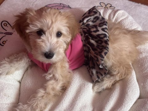 Tüm aşıları tam maltipoo