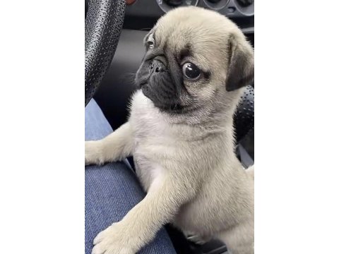 Pug safkan