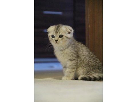 Tatlı scottish fold yavruyu sahiplendiriyorum