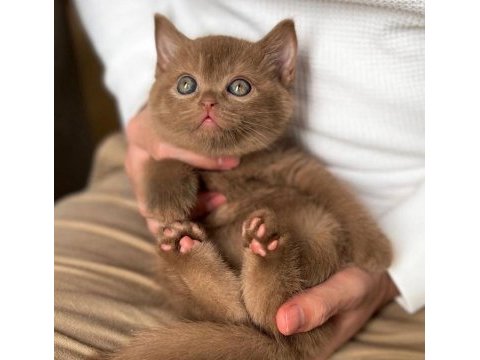 Çikolatalı pudingimiz chocolate british shorthair 