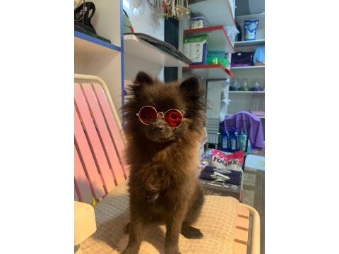 Yavru dişi pomeranian 6,5 aylık