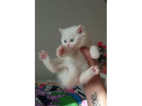 Son beyaz ayı surat british shorthair bebeğimiz