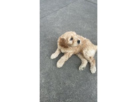 45 günlük ingiliz cocker çok tatlı çok sevimli
