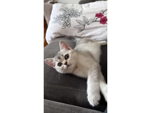 British shorthair kızımız