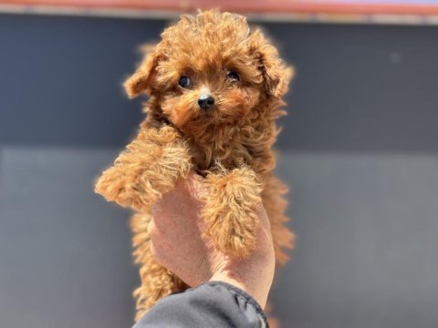 Micro tea cup 4 aylık 700 gr kore poodle petmode den