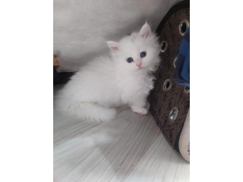 1.5 aylık 5 tane yavru kedilerimiz