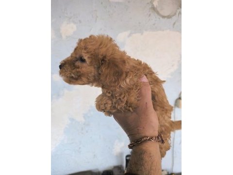 Orijinal toy poodle