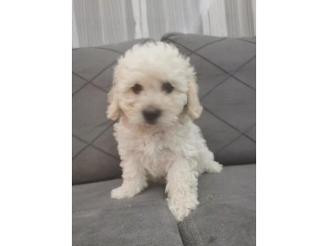Maltipoo adrese teslim, kapıda ödeme yapabilirsiniz