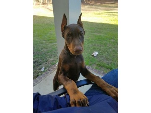 Kızıl ve izabel çivi estetikli doberman yavrular