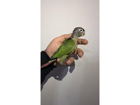 Eskişehir de konur papağanları