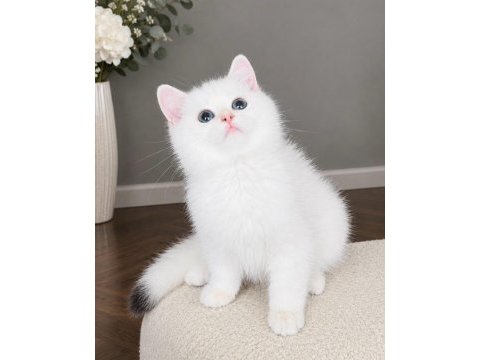 Safkan british shorthair golden point erkek yavru