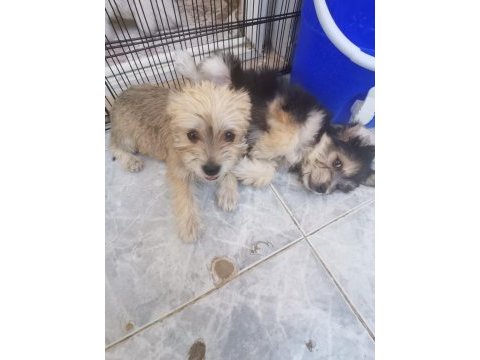 Terrier oyun köpeği