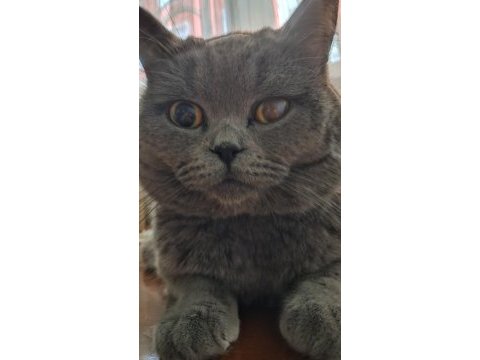 Scottish fold için ömürlük yuva arıyoruz!