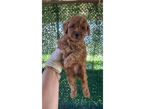 Aşılı orjinal ev üretimi poodle bina yaşantısına uyumlu