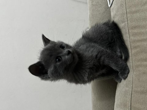 Dişi british shorthair kedimiz