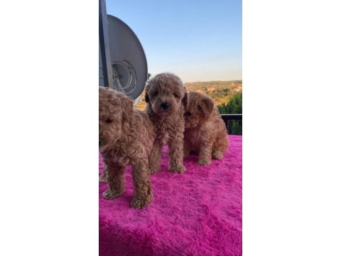 Toy poodle bebekler uygun