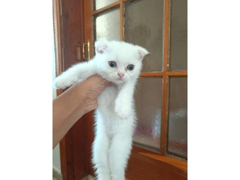 Scottish fold yavrular