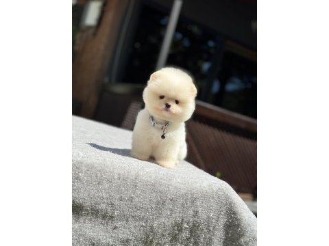 Yavru pomeranian boo köpeklerimiz