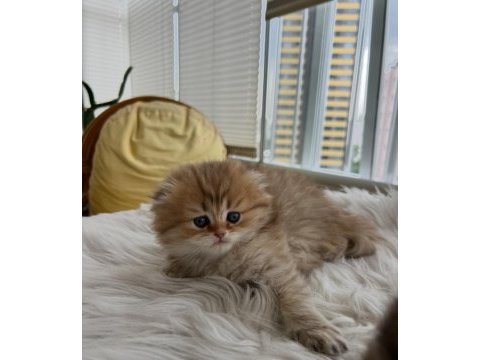 Scottish fold longhair (golden & silver)