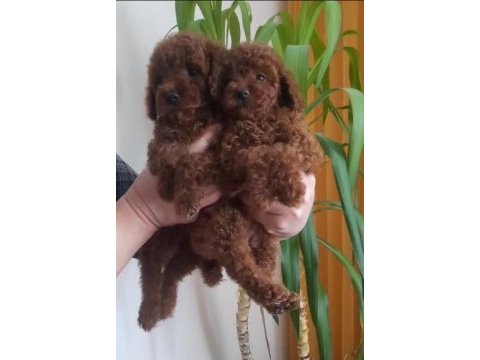 2.5 aylık kore poodle dişiler