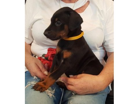 Premıum doberman yavruları