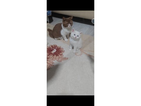British shorthair beyaz