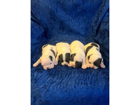 Fransız bulldog köpeğimiz