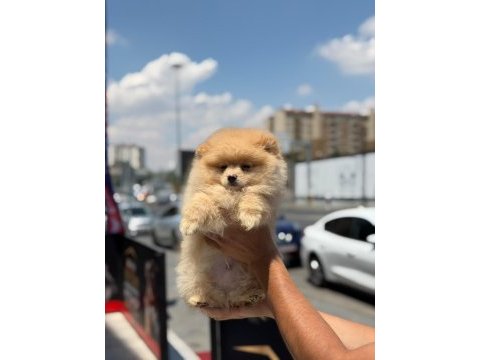 Ankaranın en seçkin pomeranian boo yavruları