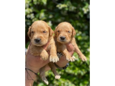 Aile köpeği golden retreiwer