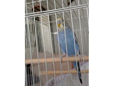 Erkek muhabbet kuşu açıklama okuyunuz