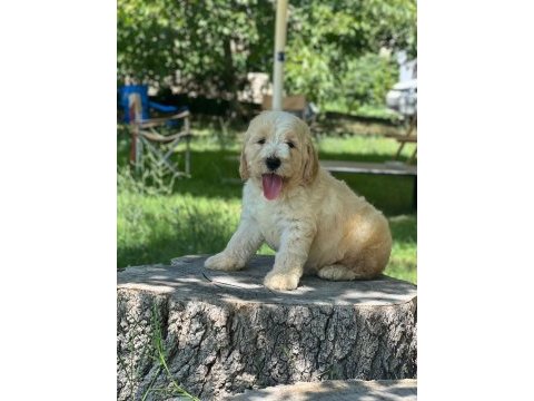 Labradoodle dişi / erkek 2 aylık