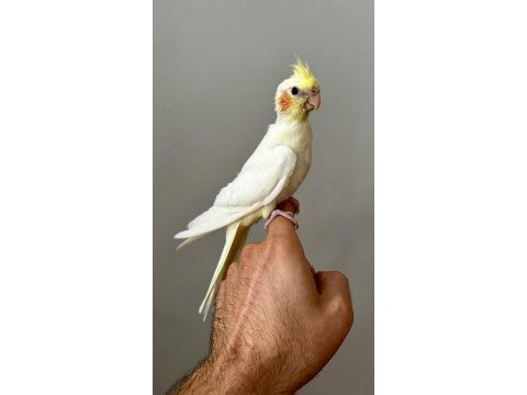 Lutino sultan papağanı yavrusu