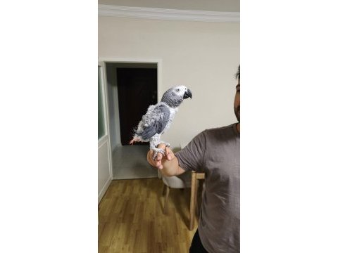 50 kelime konuşan jako papağanı