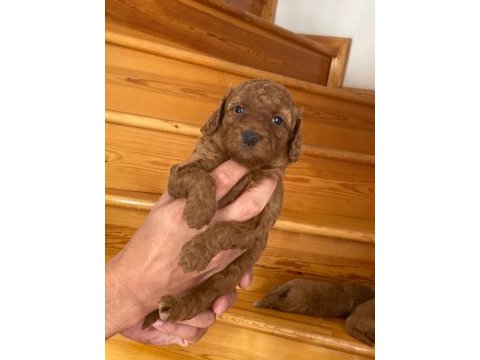 Üst kalite ev ortamında büyüyüyen poodle güzellikleri