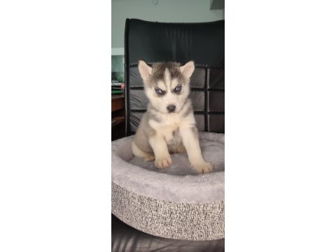Orijinal husky yavrular