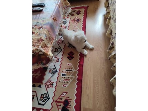 6 aylık erkek köpeğimiz