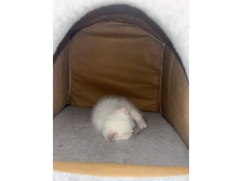 Oyuncu british shorthair