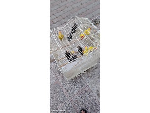 Yavru damızlık kuşlarımız mevcut