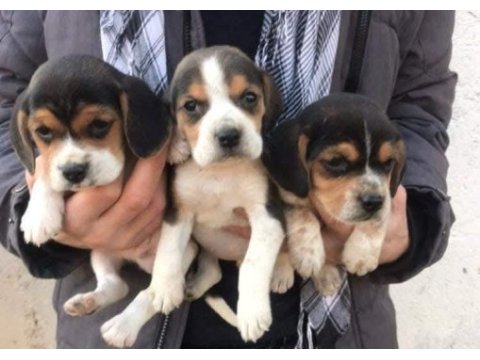 Beagle cinsi yavrular