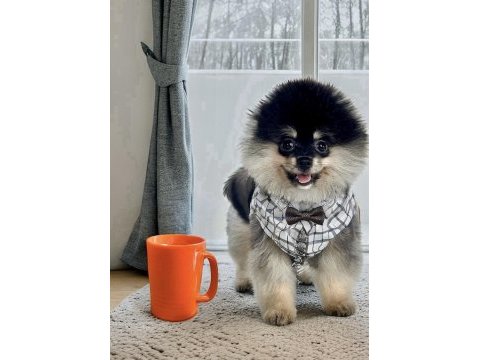 Antalyada 3 aylık erkek ve dişi pomeranian boo