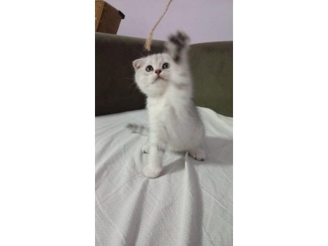 British shorthair sevimli yavrular