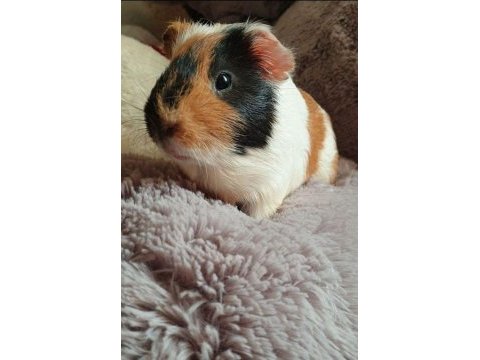 Yavru ginepigler burada